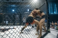 Spodenki MMA z Twoim logo